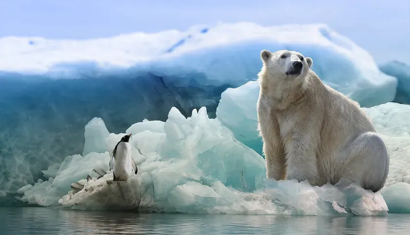 白熊とペンギン