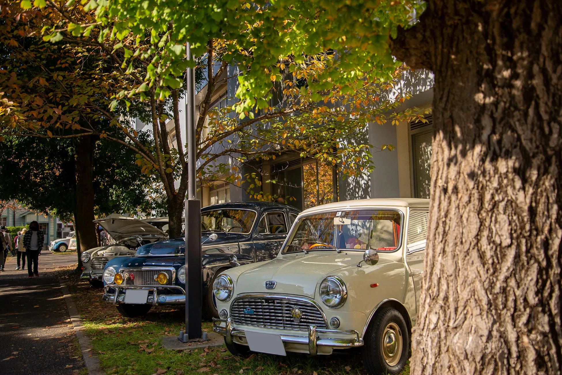 並んだクラシックカーの写真。木陰に停められ、周りの風景と調和している。
