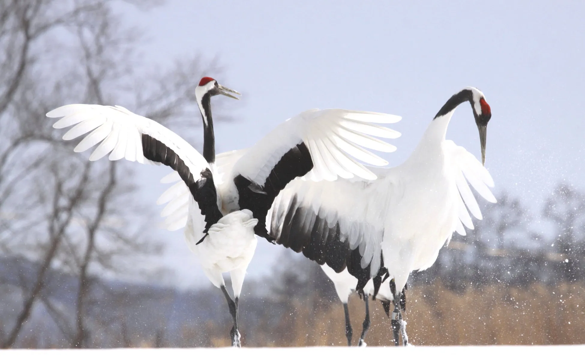雪景色の中で、タンチョウのペアが翼を広げています。白い羽と黒い部分のコントラストが美しいです。