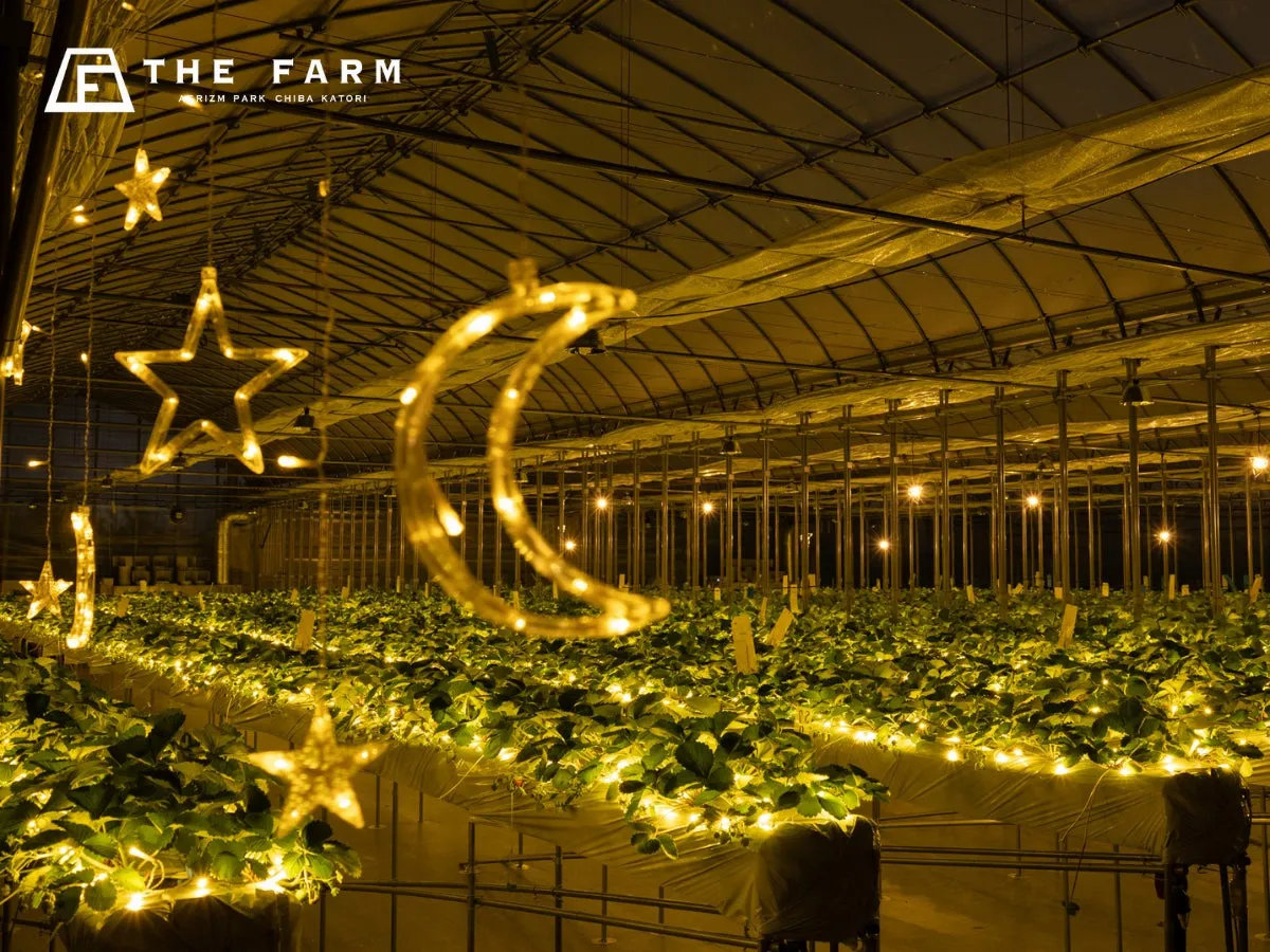 星や月をモチーフにしたイルミネーションが飾られた、イチゴ栽培のハウスの様子。