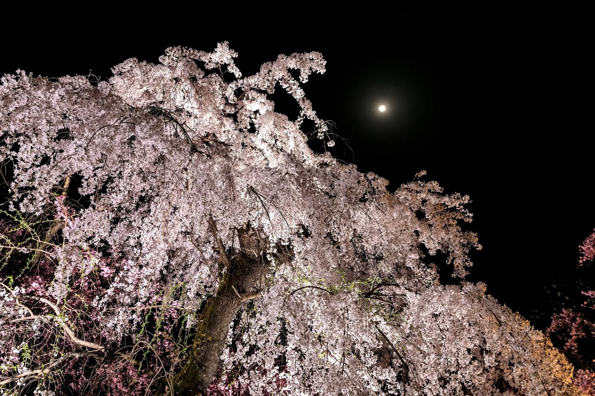 夜空に咲く桜の木の写真。満月が桜の木の上に見える。