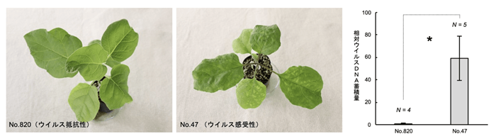 0OKHLOq8YHTB2ik95ZHi WWJRIU