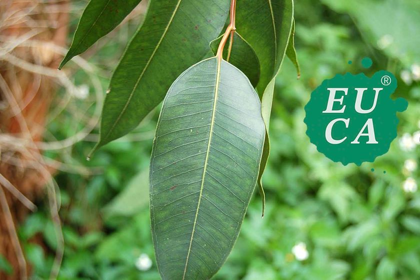 LL img 562950 1 56GQaY