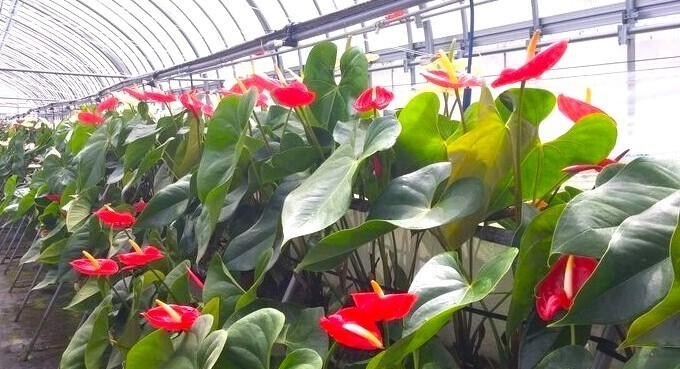 V0g5zgm9YcV0BK1ypkaa w48jSj