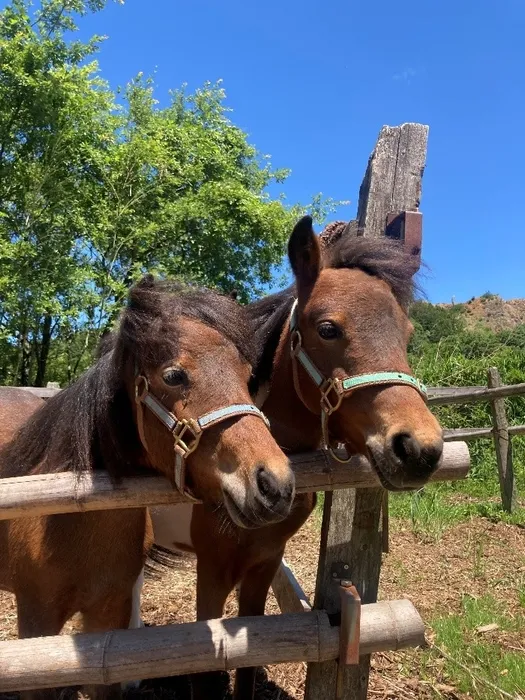 柵に寄り添う2頭のポニー