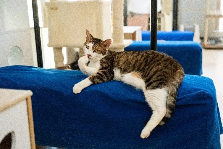 青いクッションに寄りかかる猫