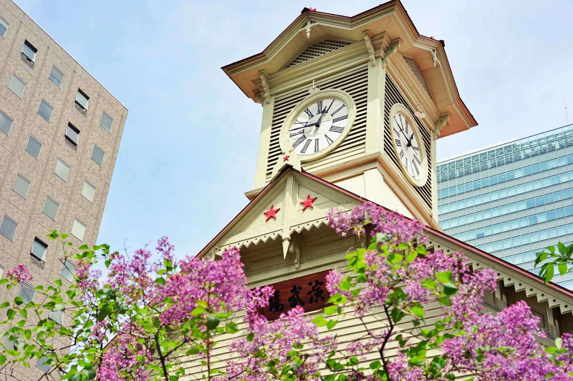 札幌市時計台と紫色の花が咲く庭の風景。