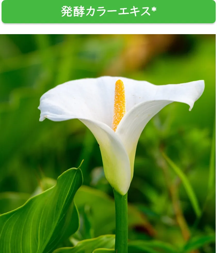 発酵カラーエキス