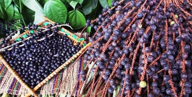 アサイーベリーがバスケットと房に入っている写真