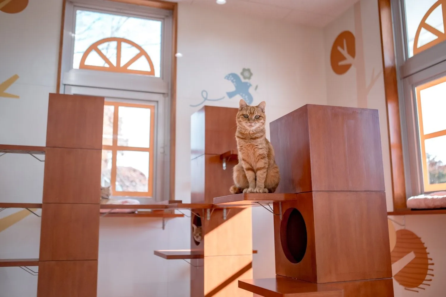 キャットタワーでくつろぐ猫