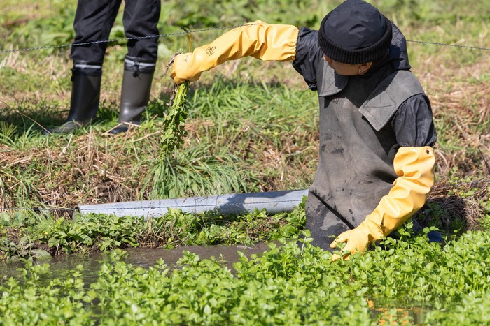 豊かな水で育つ、若き生産者の新ブランド「仙南せり」（村田町）
