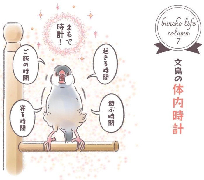 コラム「文鳥の体内時計」