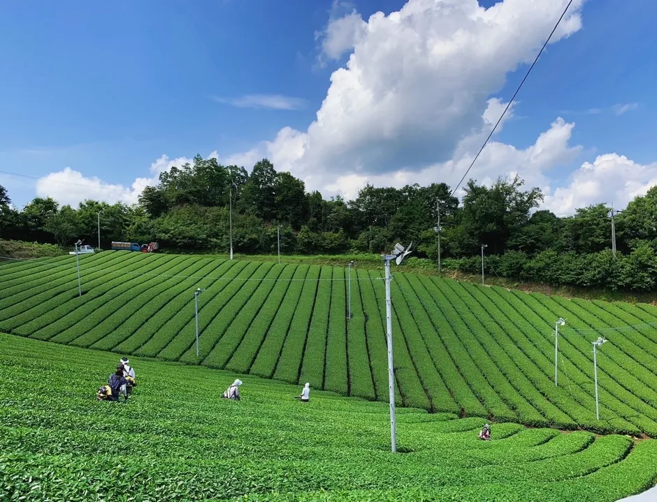 美しい大和抹茶のイメージ