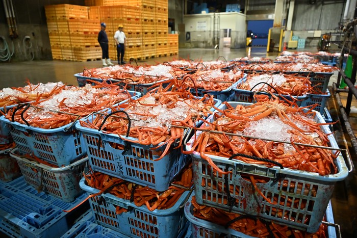 魚津港で水揚げされた紅ズワイガニ