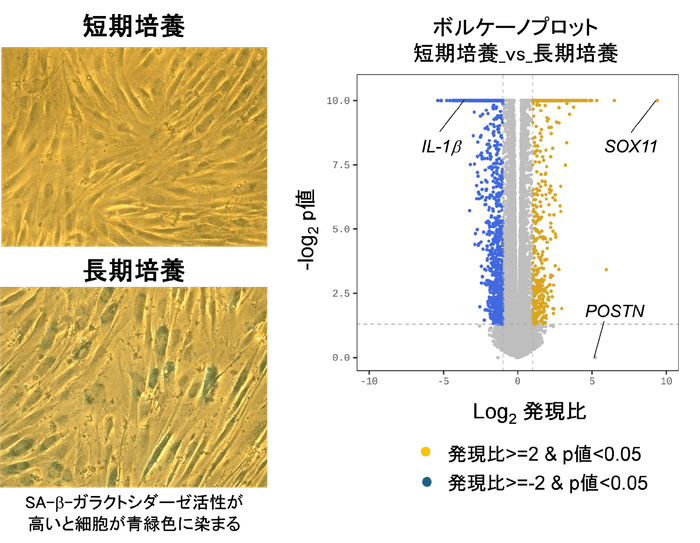 図1