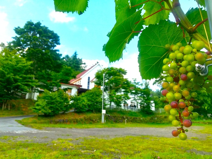 軽井沢アンワイナリー(軽井沢町大日向)