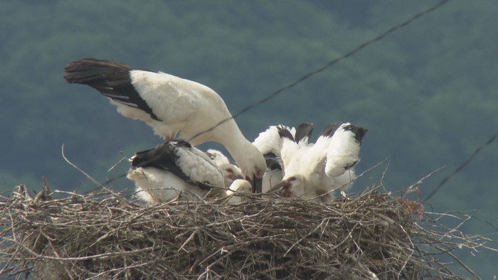 コウノトリひなに足環　想定外の攻防が(6/3 OA分)